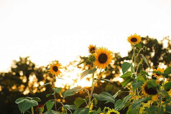 sunsetridge-4